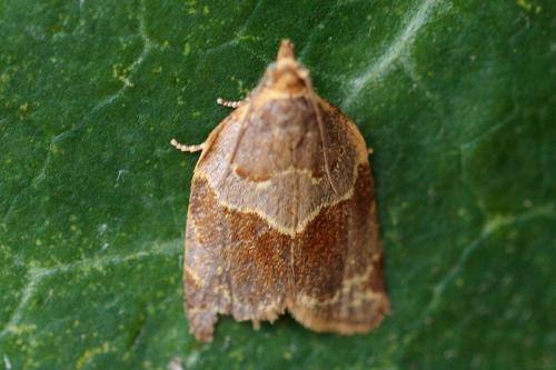 Réf. 230 994 : Clepsis dumicolana