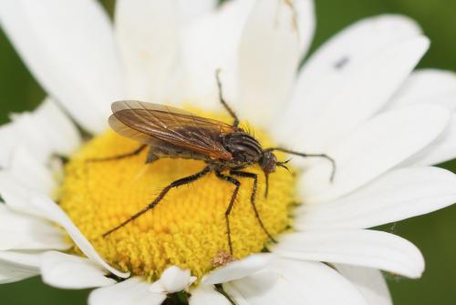 Réf. 230 892 : Empis tessellata