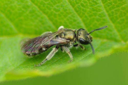 Réf. 230 910 : Lasioglossum sp.