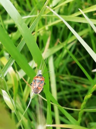 Eurydema ornata