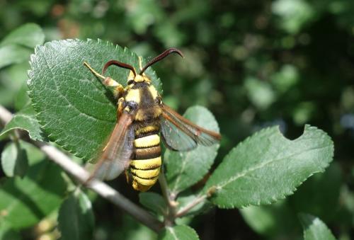 Réf. 230 569 : Sesia apiformis