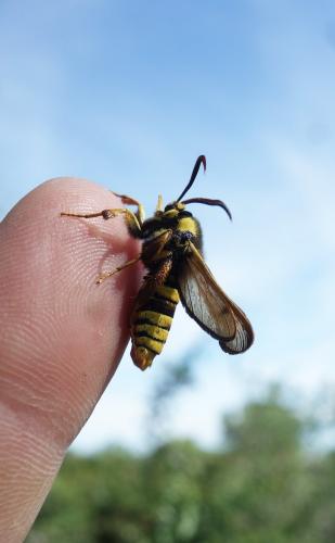 Réf. 230 571 : Sesia apiformis