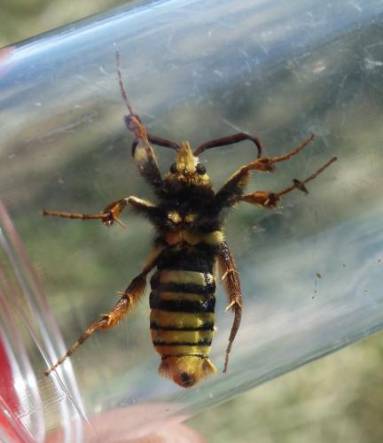 Sesia apiformis