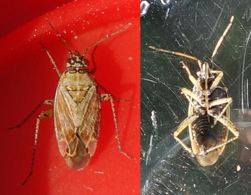 Pachyxyphus lineellus