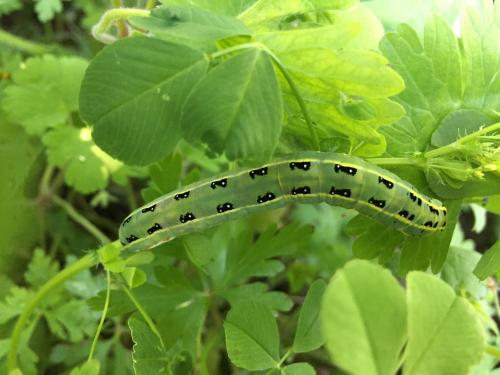 Xylena exsoleta