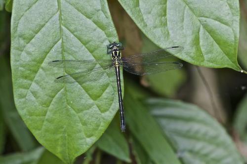 Leptogomphus palawanus