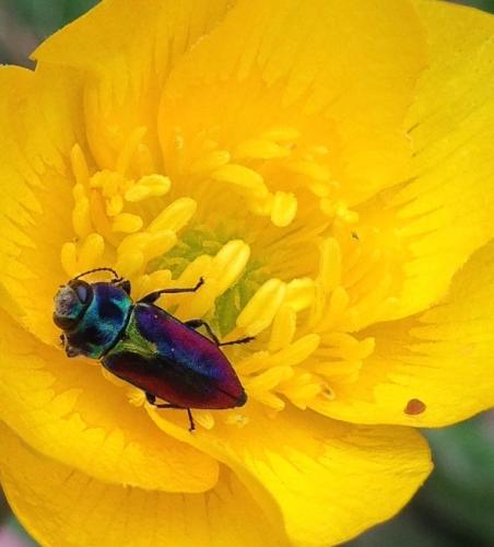 Réf. 230 026 : Anthaxia midas
