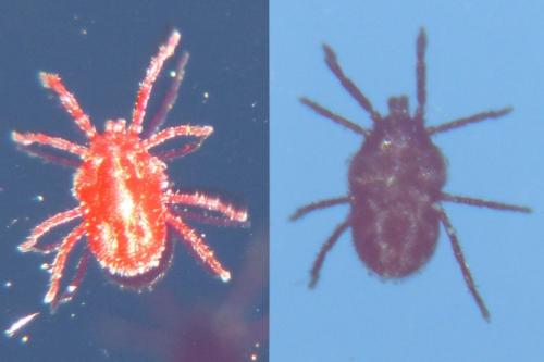 Réf. 230 203 : Balaustium murorum