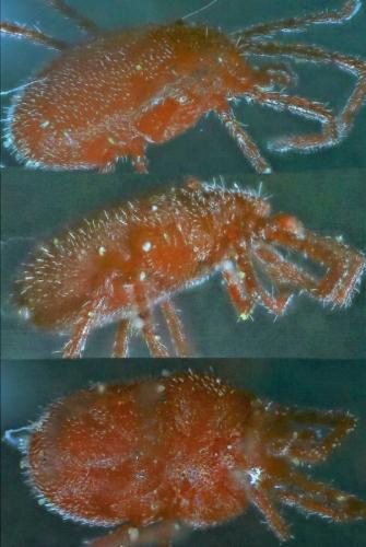 Réf. 230 204 : Balaustium murorum