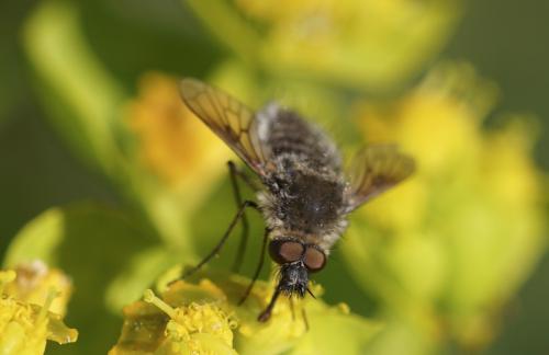 Conophorus virescens