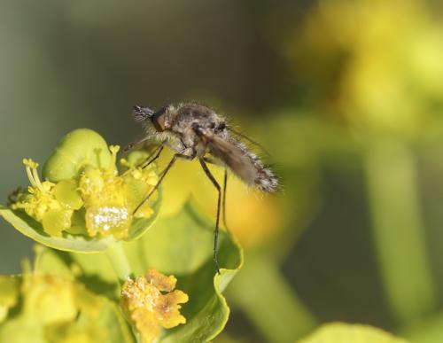 Conophorus virescens