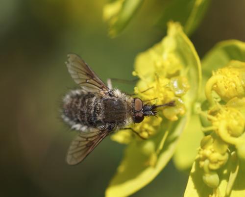 Conophorus virescens