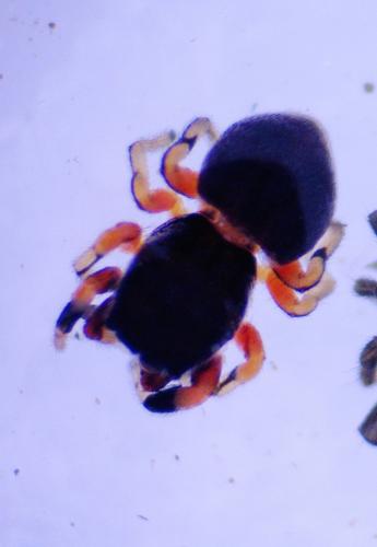 Ballus rufipes