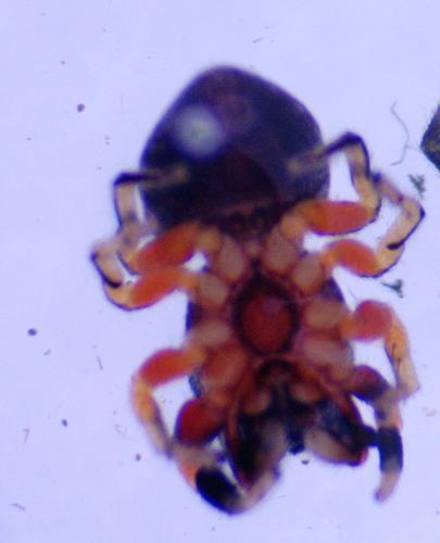 Réf. 230 518 : Ballus rufipes