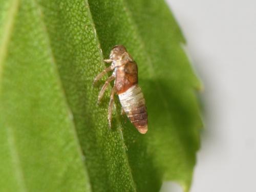 Réf. 230 868 : Oncopsis sp.