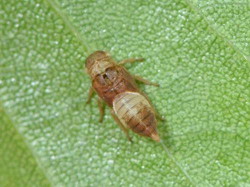 Réf. 230 869 : Oncopsis sp.