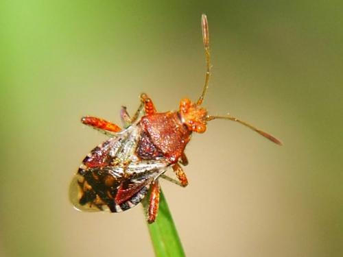 Réf. 230 078 : Rhopalus subrufus