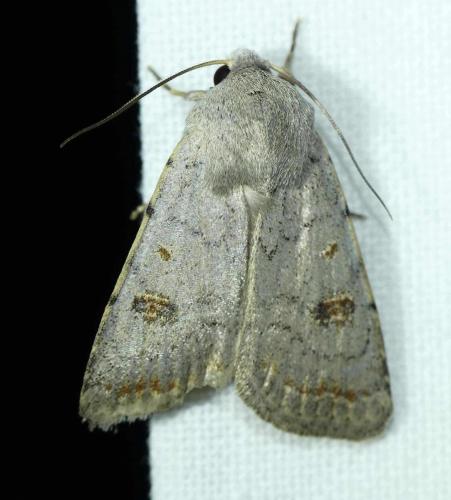 Réf. 230 503 : Caradrina proxima