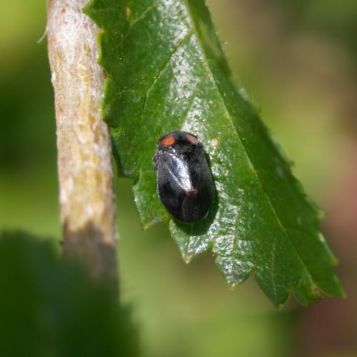 Penthimia nigra