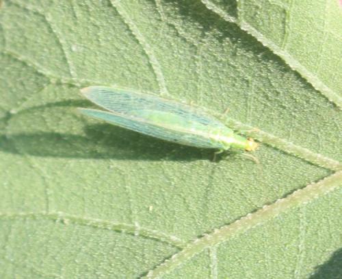 Réf. 230 907 : Chrysoperla sp.