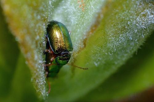 Crepidodera sp.
