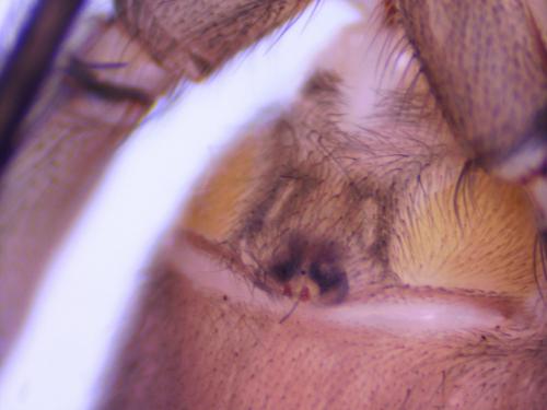 Drassodes sp.