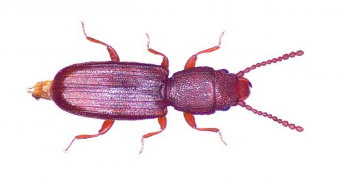 Réf. 230 677 : Cryptolestes sp.