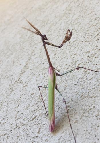 Réf. 230 064 : Empusa pennata