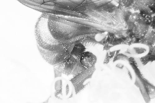 Sicus ferrugineus