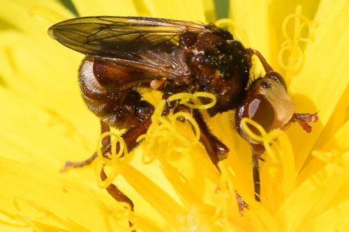 Sicus ferrugineus