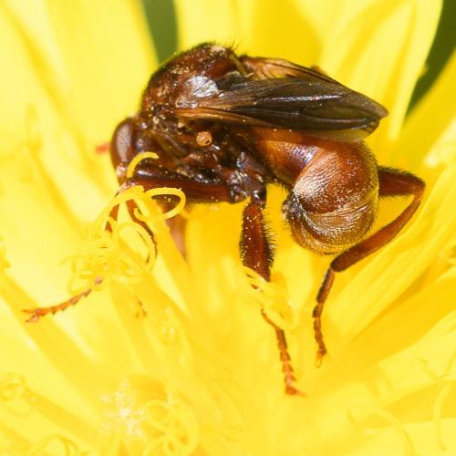 Sicus ferrugineus