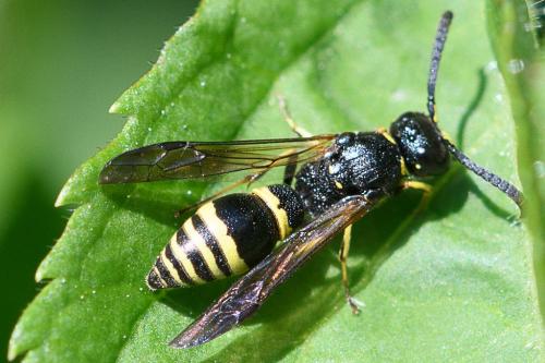 Réf. 230 300 : Symmorphus sp.