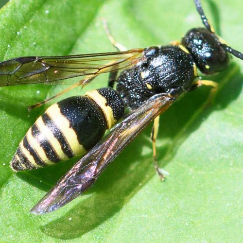Réf. 230 359 : Symmorphus sp.