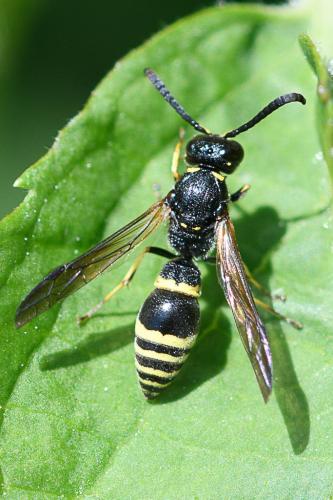 Réf. 230 298 : Symmorphus sp.