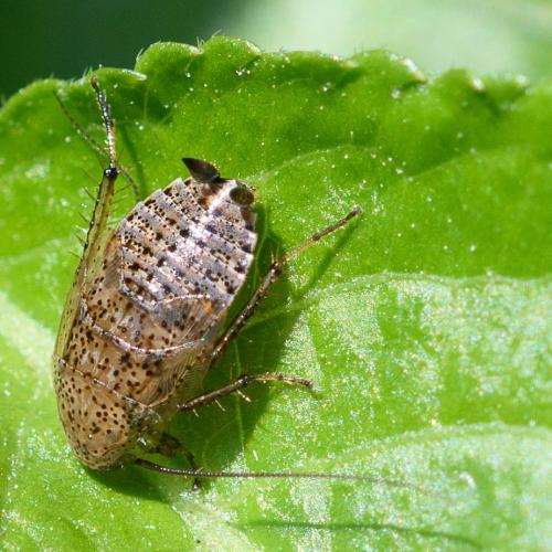 Réf. 230 872 : Ectobius pallidus
