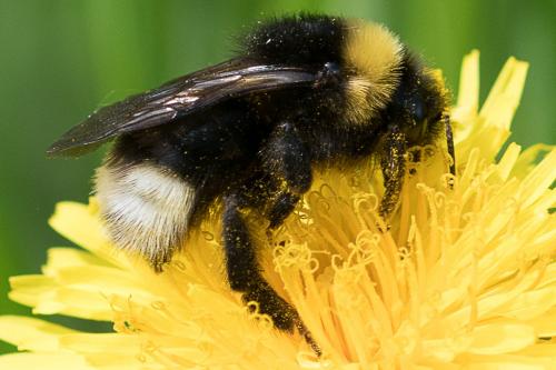 Réf. 230 003 : Bombus bohemicus