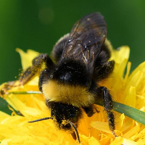 Réf. 230 004 : Bombus bohemicus