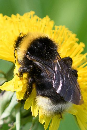 Réf. 230 005 : Bombus bohemicus