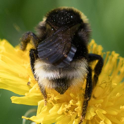 Réf. 230 008 : Bombus bohemicus