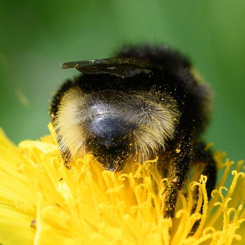 Bombus bohemicus