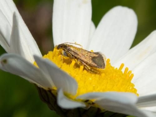 Réf. 230 837 : Glyphipterix fuscoviridella