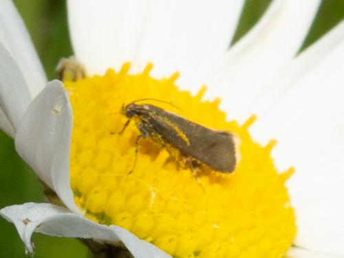 Réf. 230 982 : Glyphipterix fuscoviridella