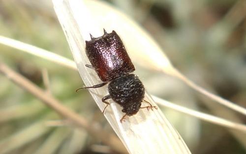 Sinoxylon muricatum