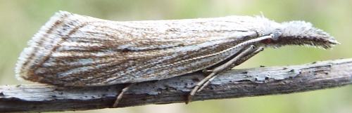 Minetia sp.