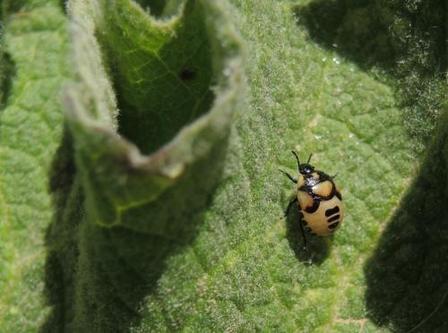 Réf. 230 830 : Tritomegas bicolor