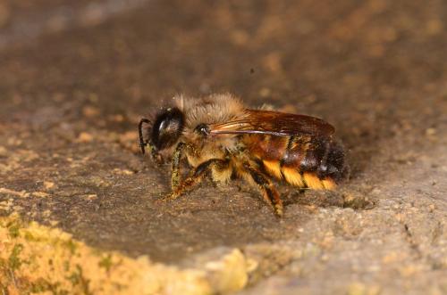 Réf. 230 273 : Osmia bicornis