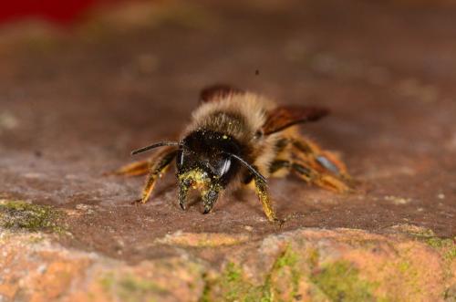 Réf. 230 276 : Osmia bicornis