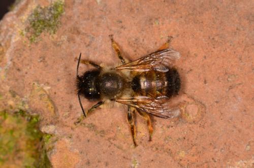 Réf. 230 274 : Osmia bicornis