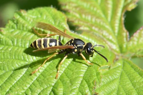 Polistes sp.