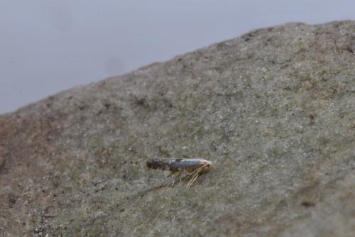 Réf. 230 820 : Argyresthia sp.